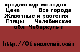 продаю кур молодок. › Цена ­ 320 - Все города Животные и растения » Птицы   . Челябинская обл.,Чебаркуль г.